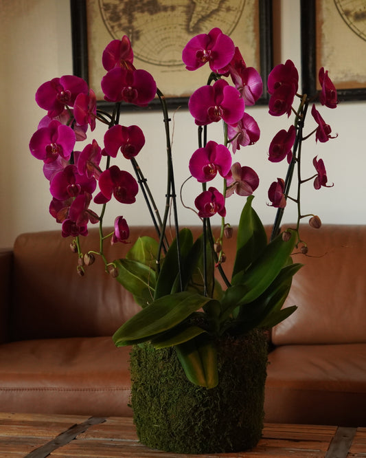 Large Arrangement (4 Orchids)