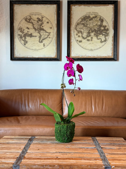 Large Arrangement (1 Orchid)