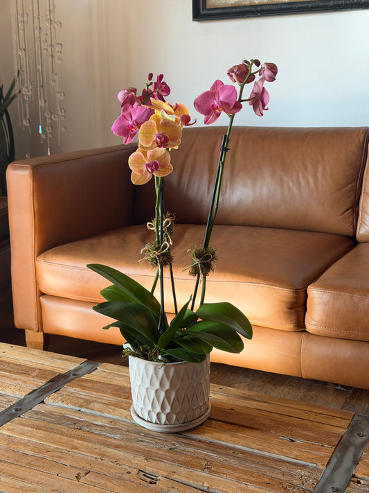 Mini Arrangement (2 Orchid)