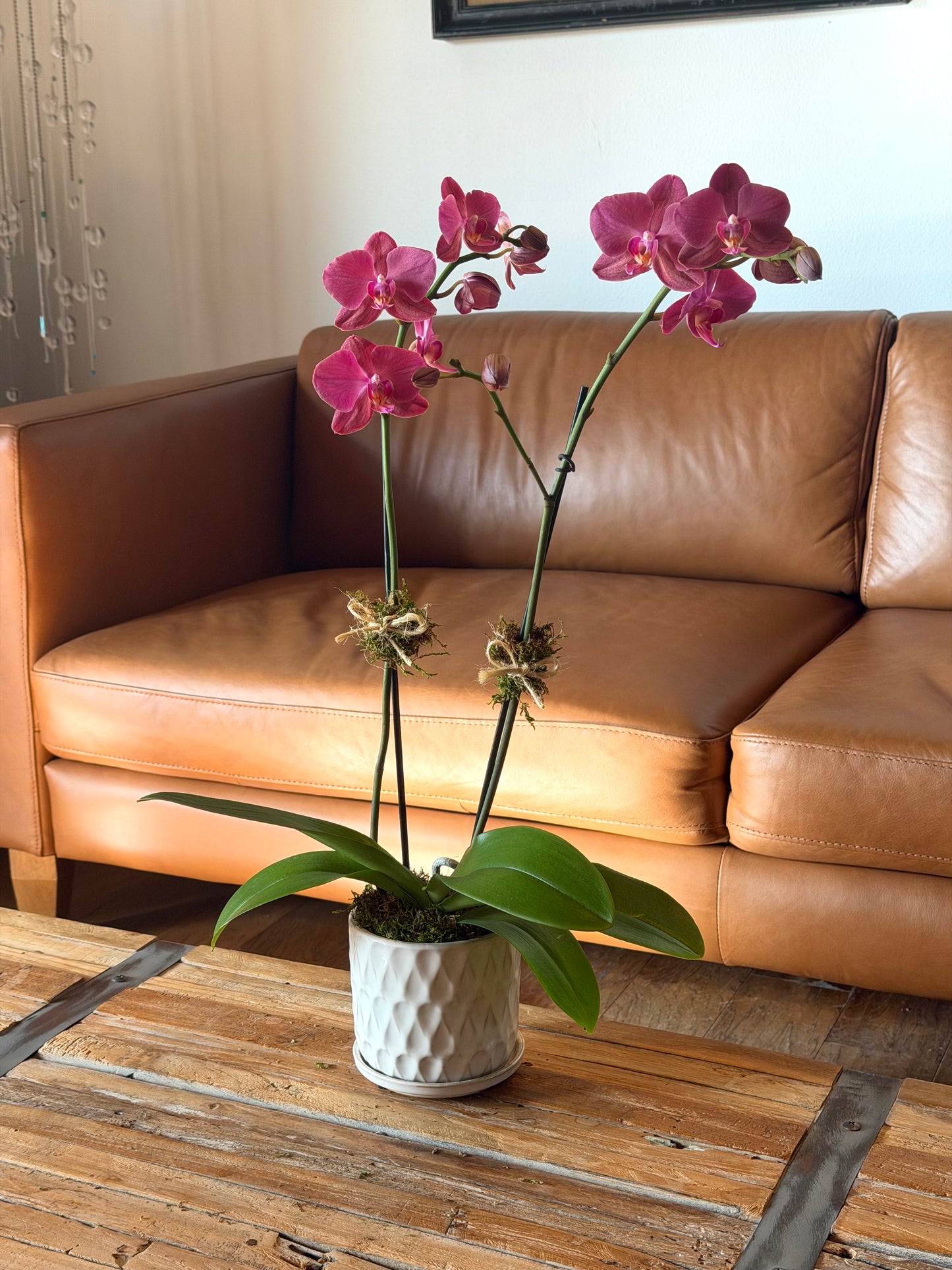 Mini Arrangement (1 Orchid)