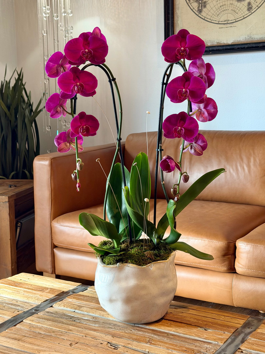 Large Arrangement (2 Orchids)