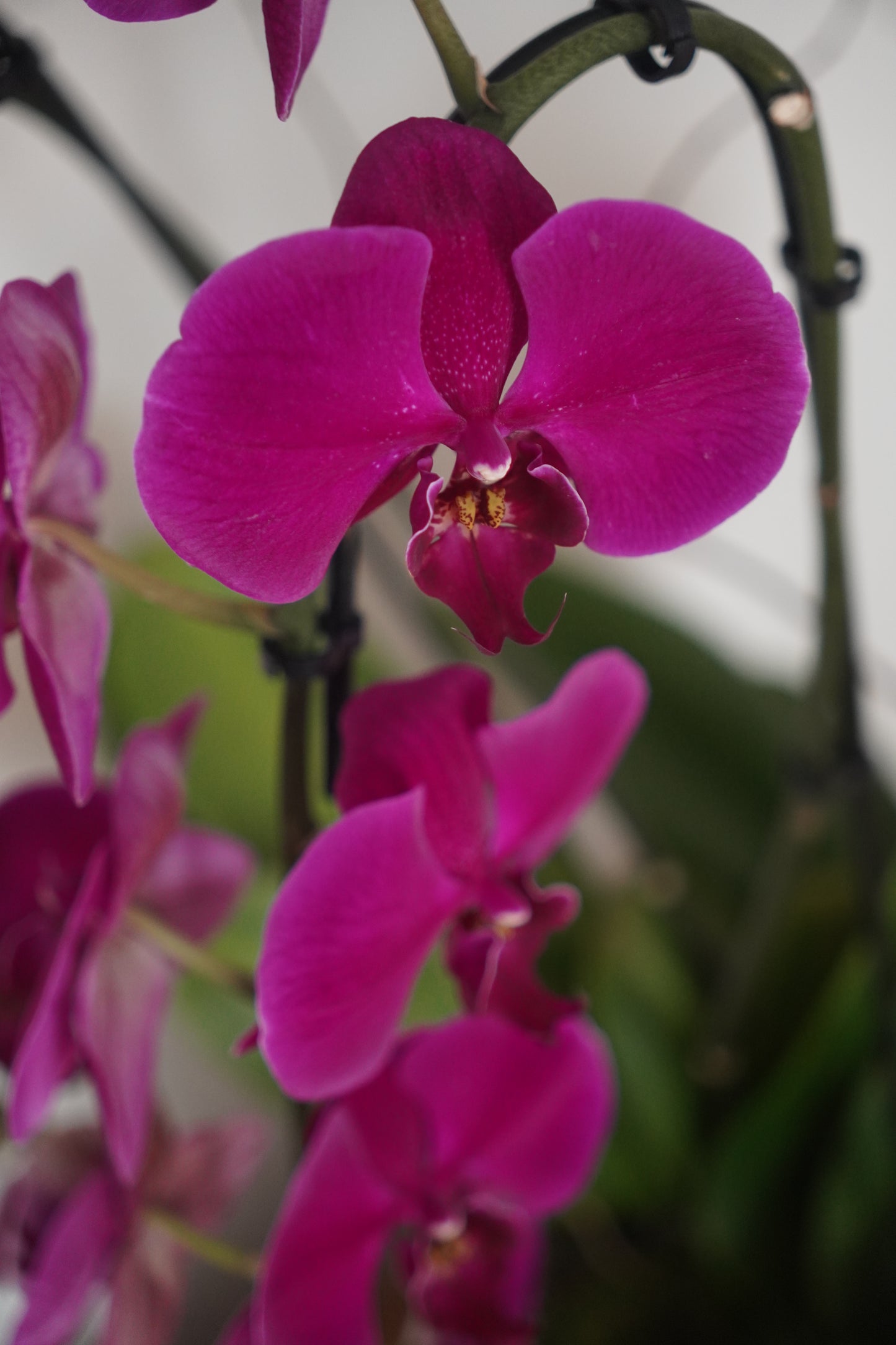 Large Arrangement (4 Orchids)