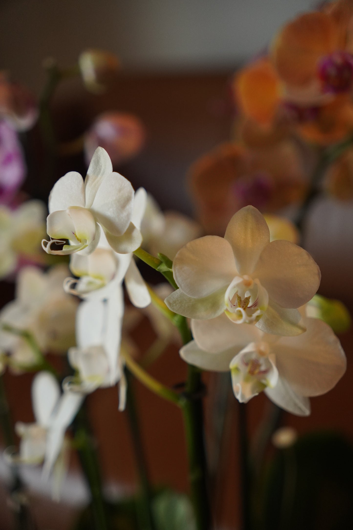 Mini Arrangement (4 Orchids)