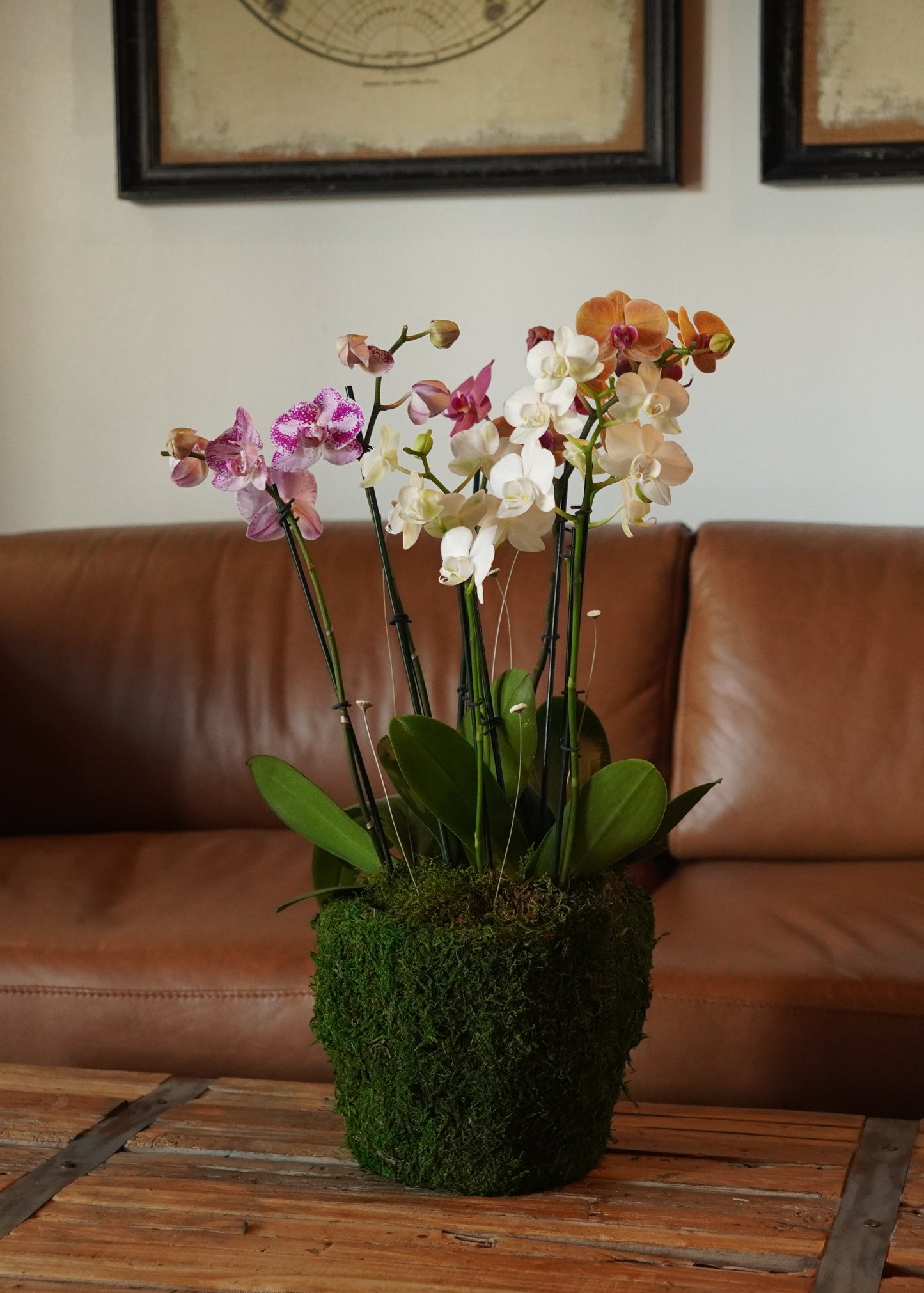 Mini Arrangement (4 Orchids)