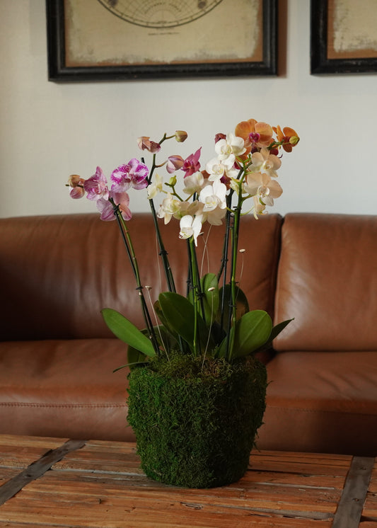 Mini Arrangement (4 Orchids)