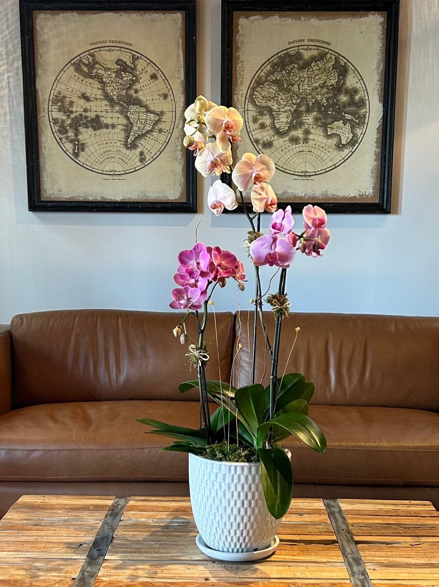 Large Arrangement (3 Orchids)
