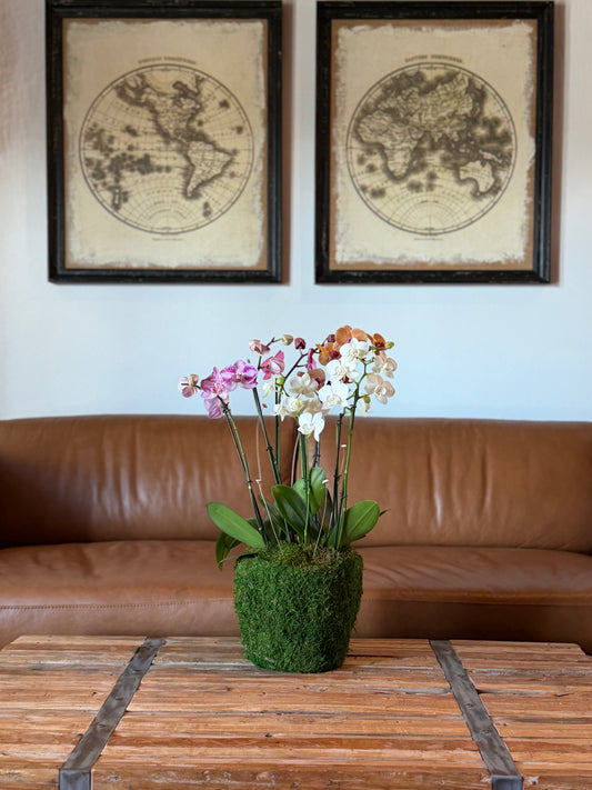 Mini Arrangement (4 Orchids)