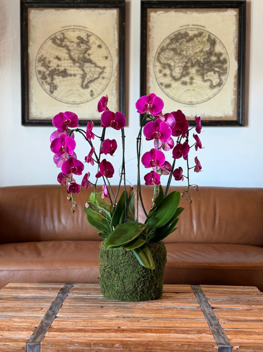 Large Arrangement (4 Orchids)