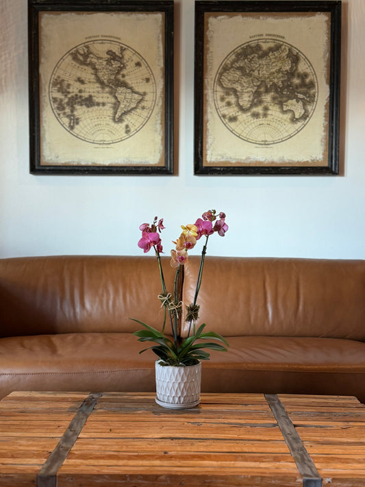 Mini Arrangement (2 Orchid)