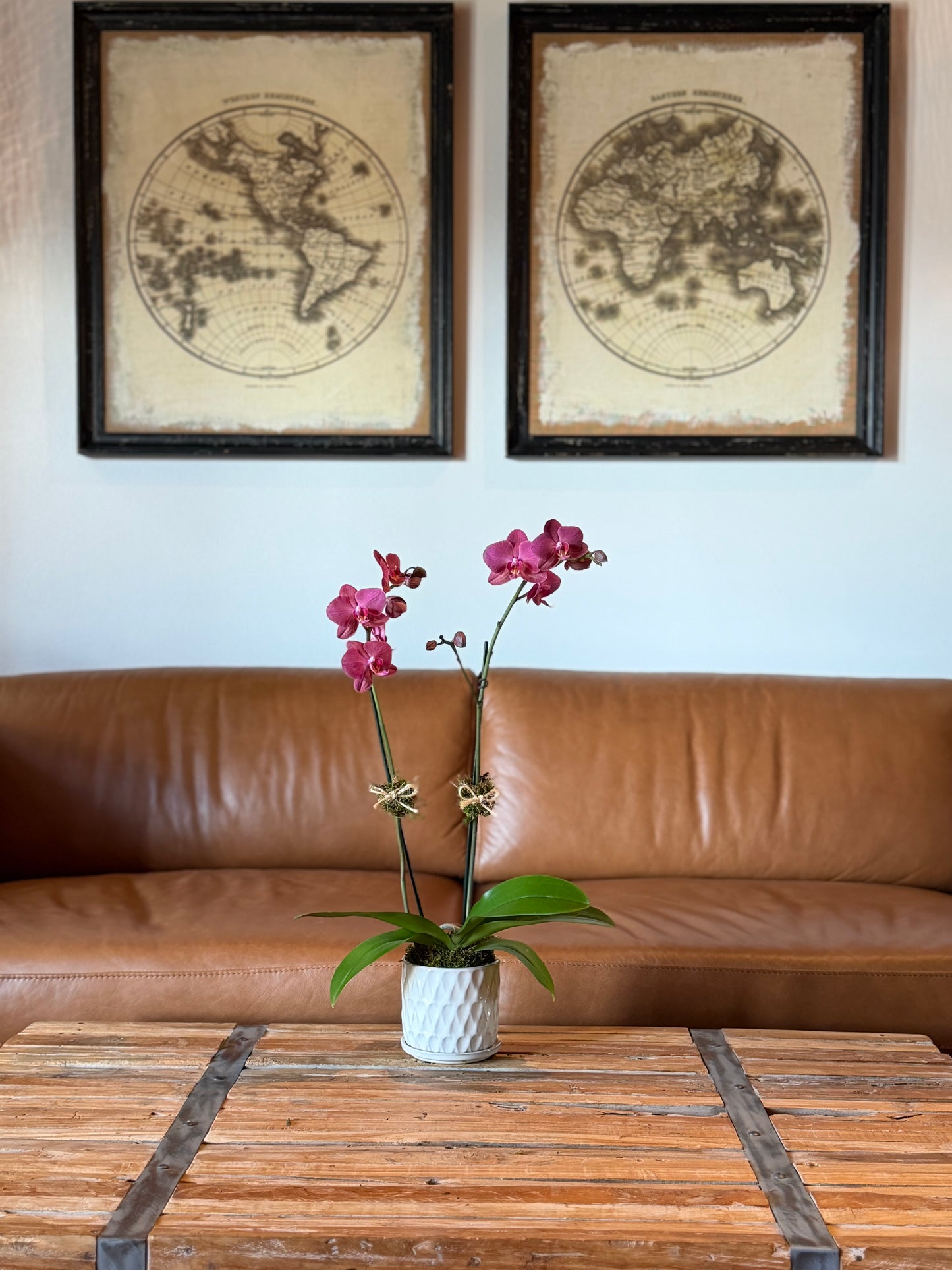 Mini Arrangement (1 Orchid)