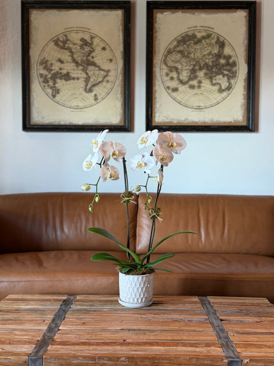 Large Arrangement (1 Orchid)