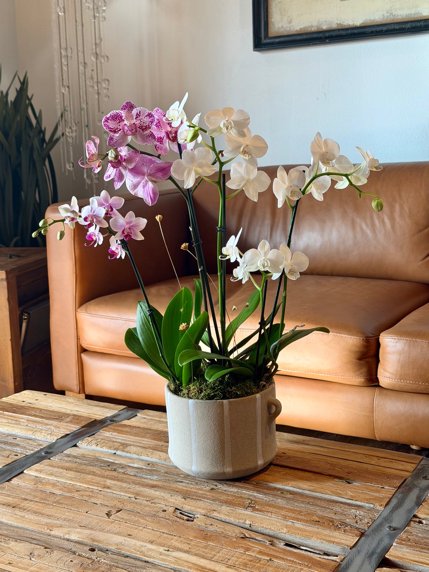 Mini Arrangement (3 Orchids)